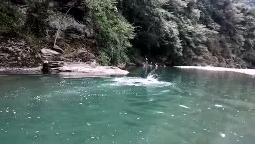 猪呕吐怎么治疗?-知识问答网页